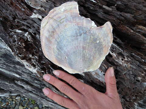 Image of giant Pacific scallop