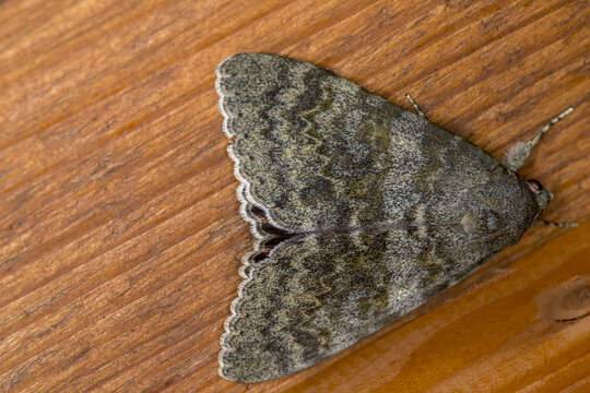 Image of french red underwing