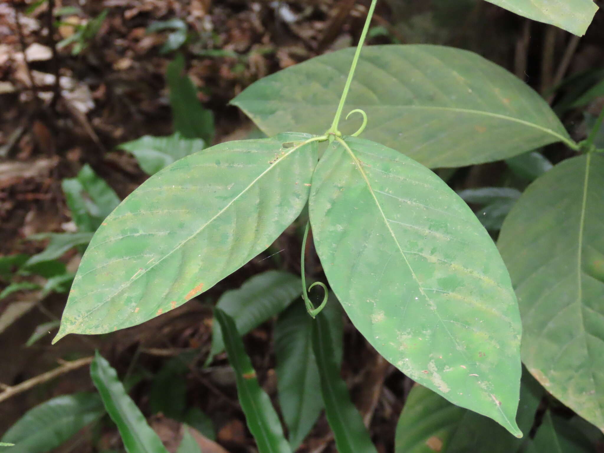 Image de Uncaria longiflora (Poir.) Merr.