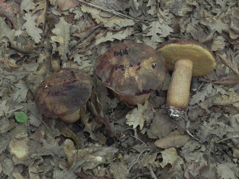 Image of Boletus aereus Bull. 1789