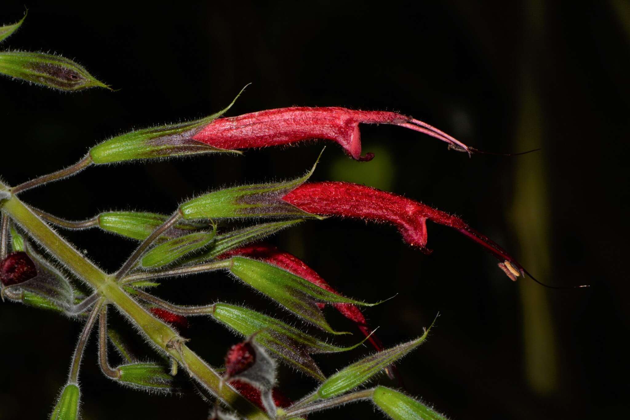 Imagem de Salvia longistyla Benth.