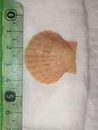 Image of Great Atlantic scallop