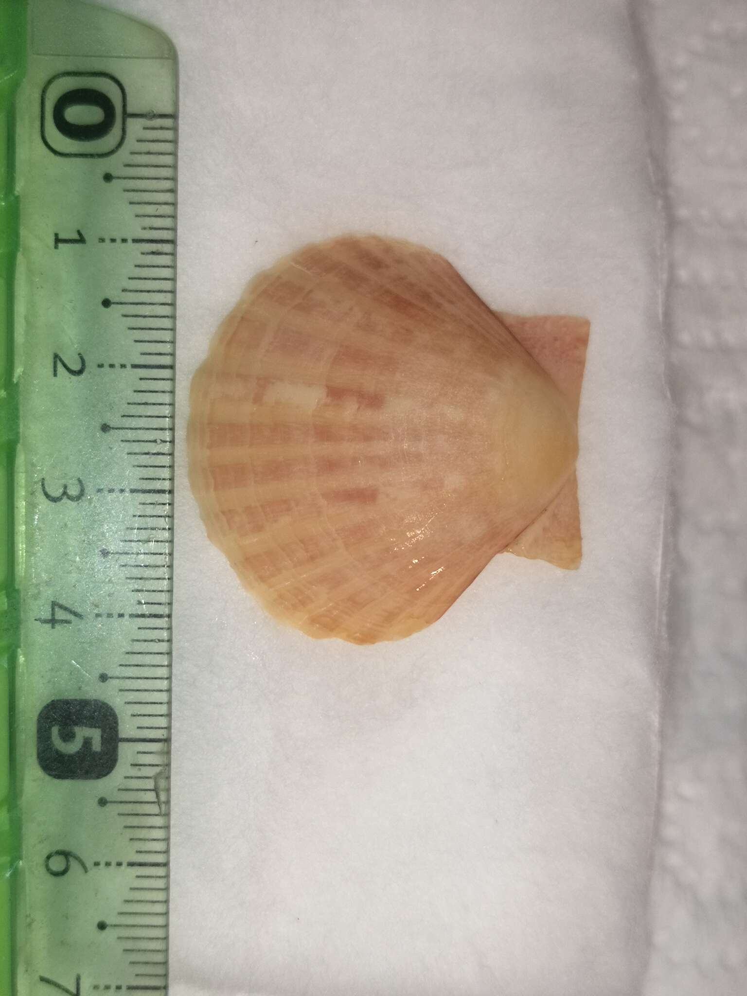 Image of Great Atlantic scallop