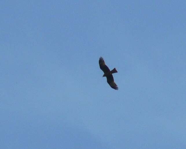 Image of Black Kite