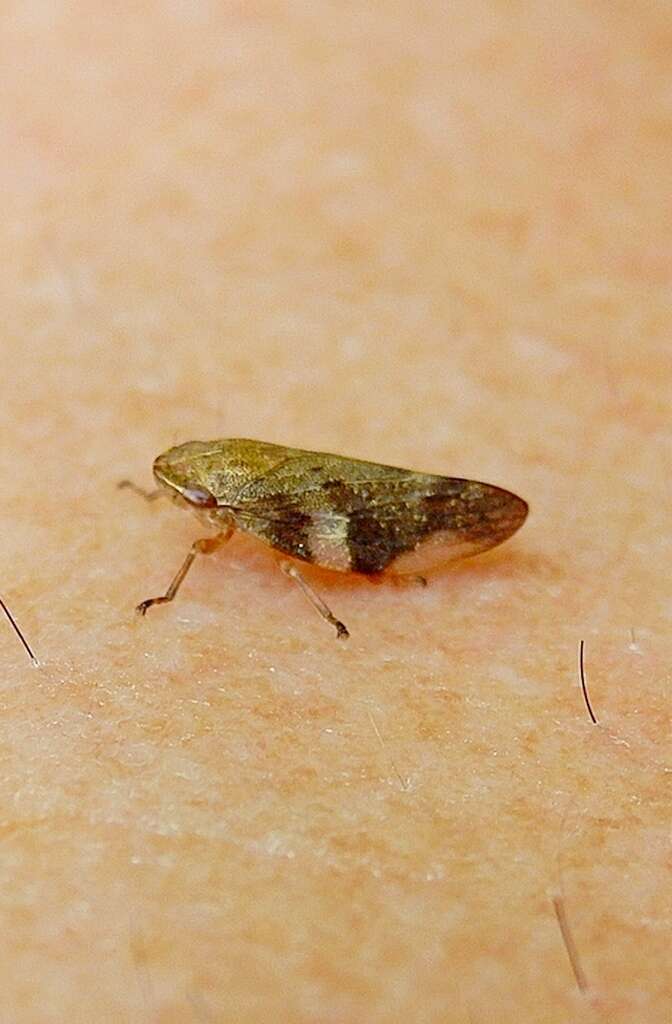 Image of European Alder Spittlebug