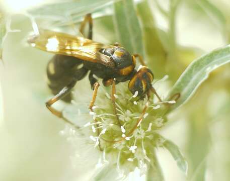 Image of Cryptocheilus octomaculatus (Rossi 1790)