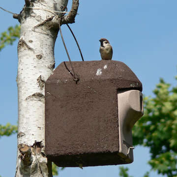 Image of Eurasian Tree Sparrow