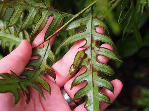 Imagem de Pteris altissima Poir.