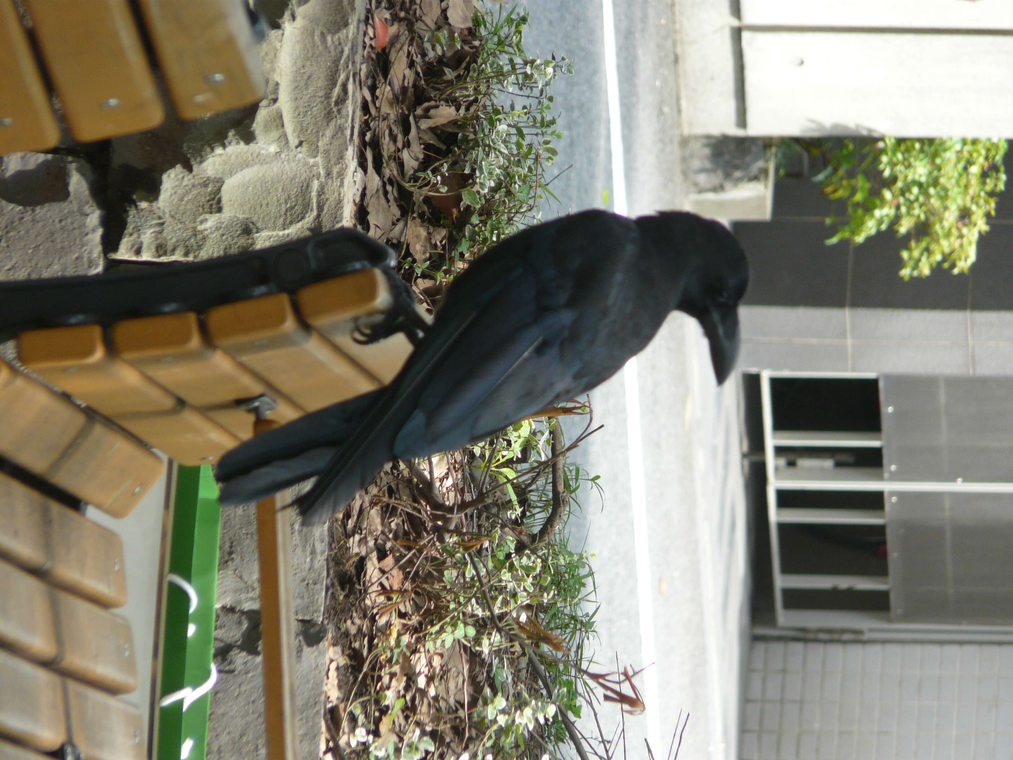 Image of Large-billed Crow