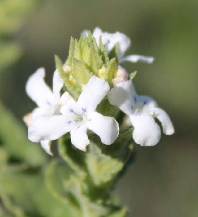 Plancia ëd Oftia africana (L.) Bocq. ex Baill.