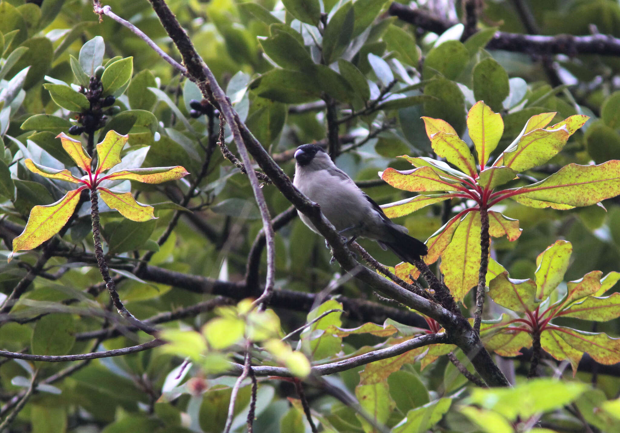 Image of Azores Bullfinch