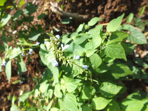 Image of Salvia languidula Epling