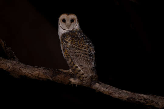 Image of Australian Masked Owl