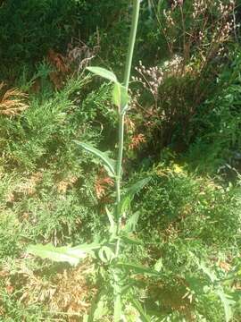 Image of field sowthistle