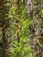 Image of Cliffortia heterophylla Weim.