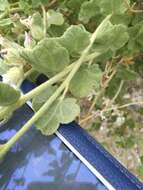 Image of San Clemente Island bushmallow