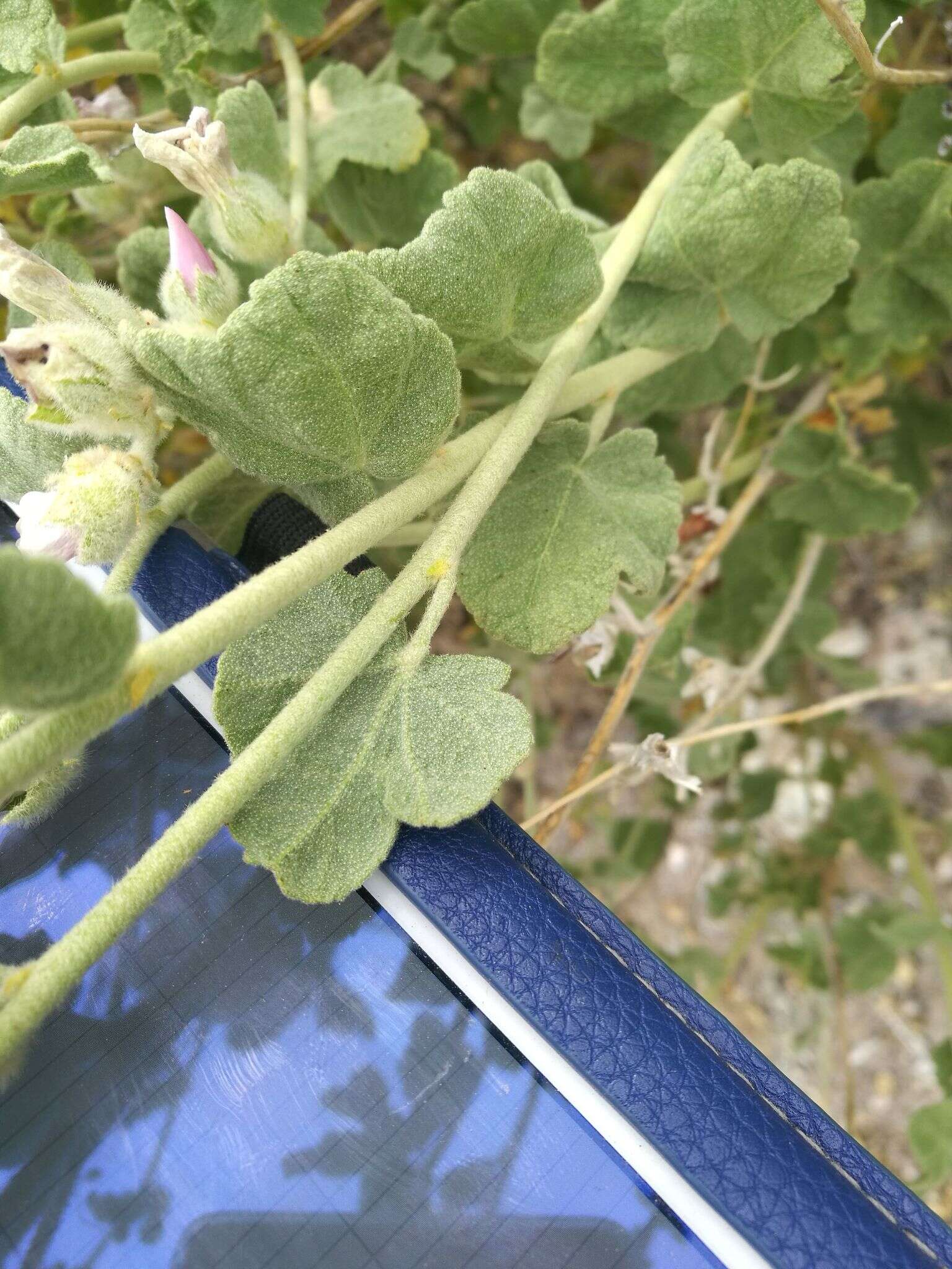 Image of San Clemente Island bushmallow