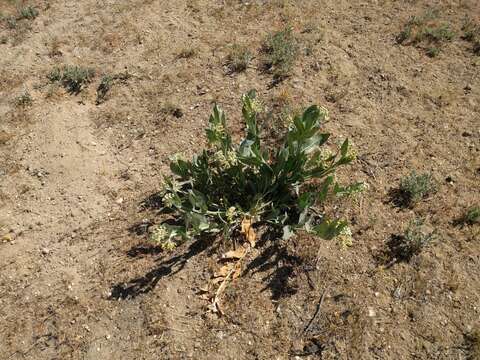 Image of woolly milkweed