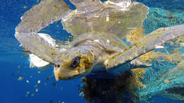 Image of Ridley sea turtles