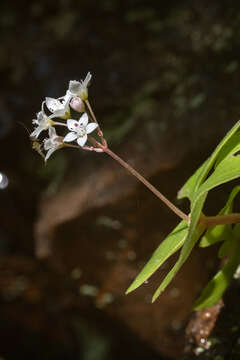 Image of Crassula capensis (L.) Baill.