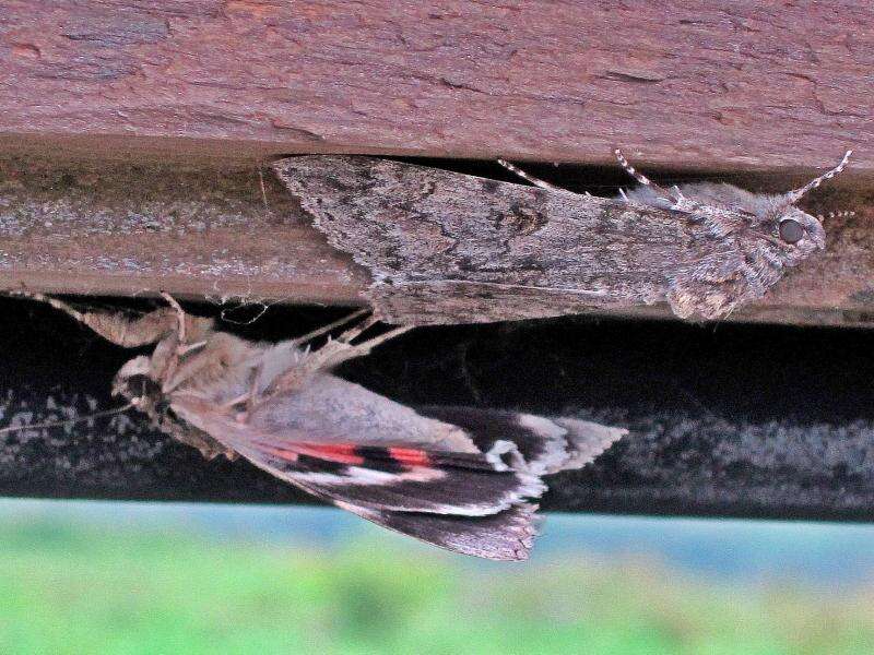 Image of red underwing