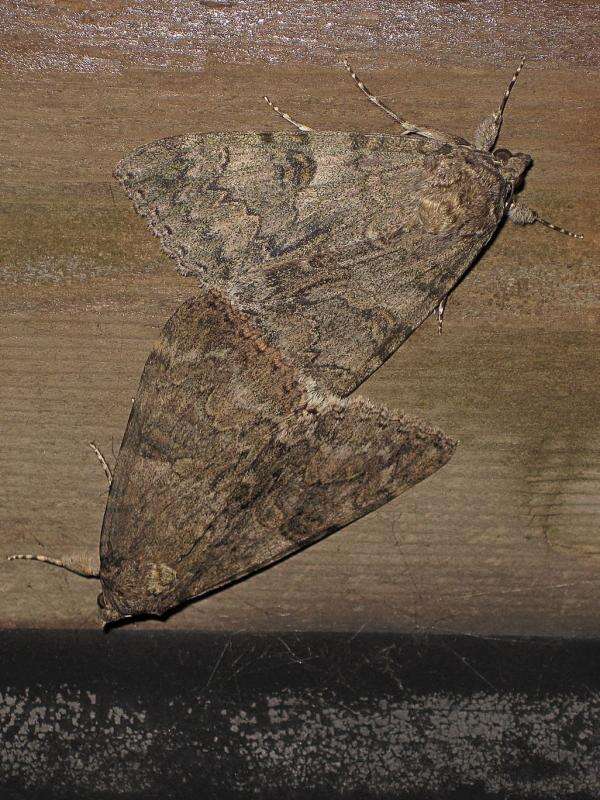 Image of red underwing