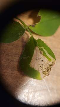 Image of Alfalfa Blotch Leafminer