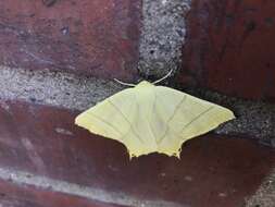 Image of swallow-tailed moth