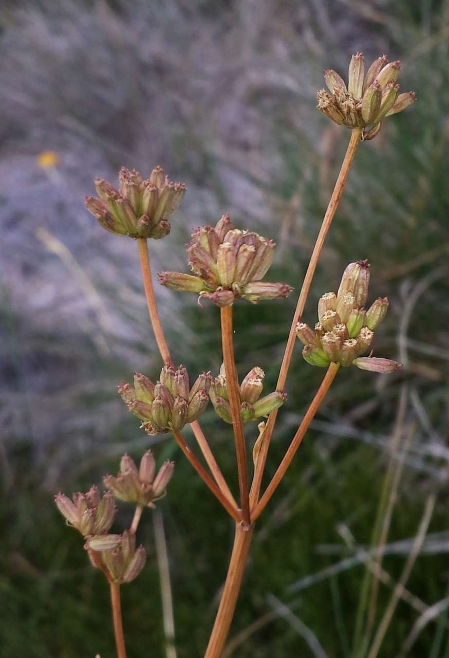 Image of Aciphylla simplicifolia F. Müll. ex Benth.