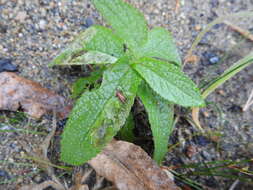 Image of Calycomyza verbenae Hering 1951