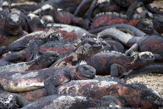 Image of marine iguana