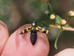 Sivun Castiarina flavopicta (Boisduval 1835) kuva