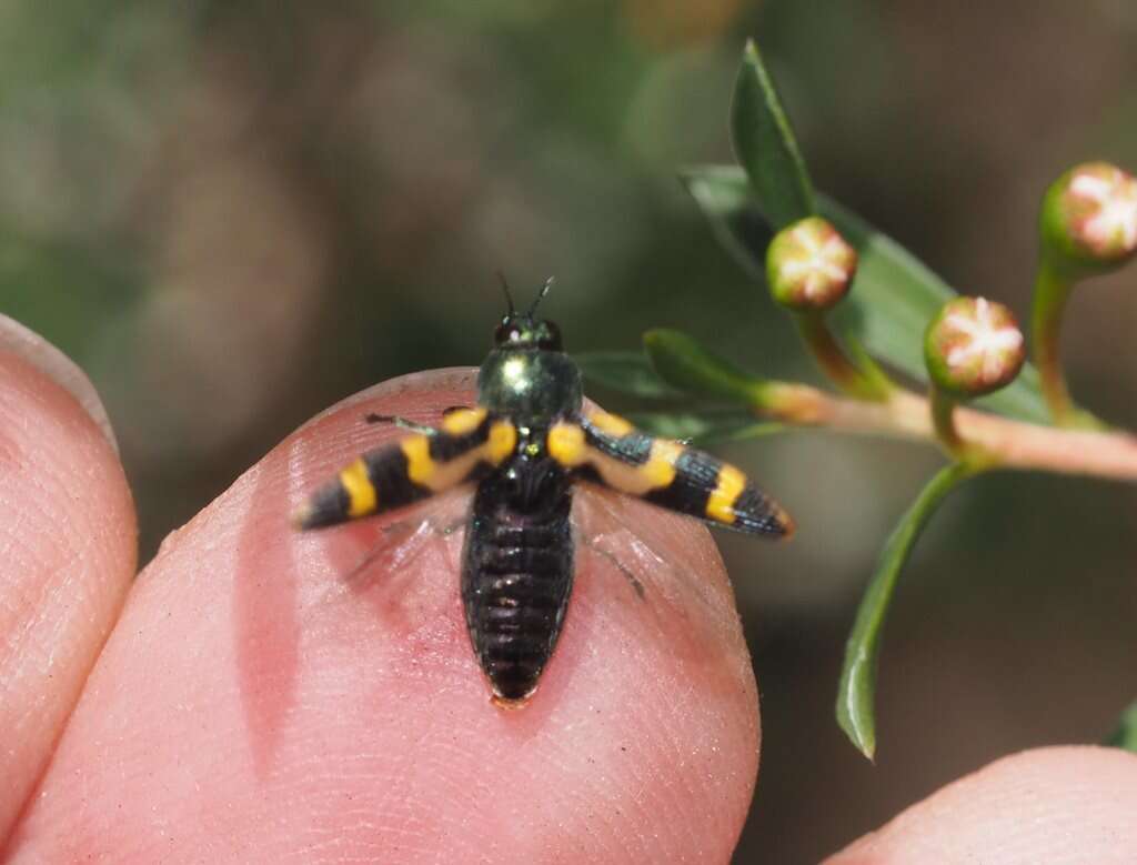 Sivun Castiarina flavopicta (Boisduval 1835) kuva