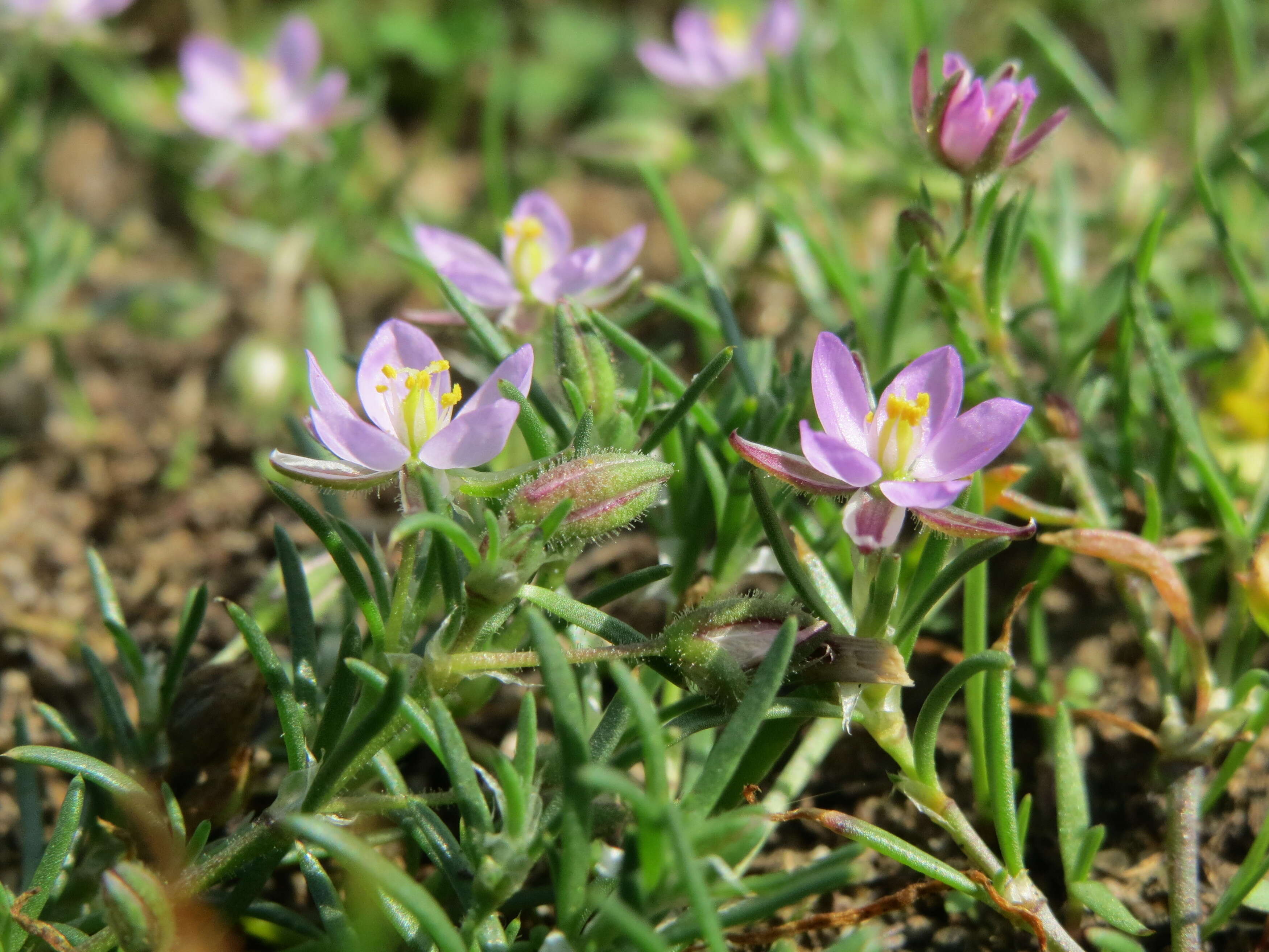 Plancia ëd Spergularia rubra (L.) J. Presl & C. Presl