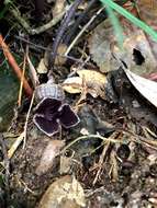 Image of Asarum tawushanianum C. T. Lu & J. C. Wang