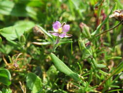 Plancia ëd Spergularia rubra (L.) J. Presl & C. Presl