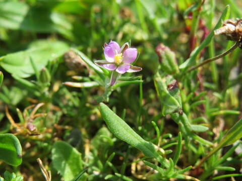 Image of red sandspurry