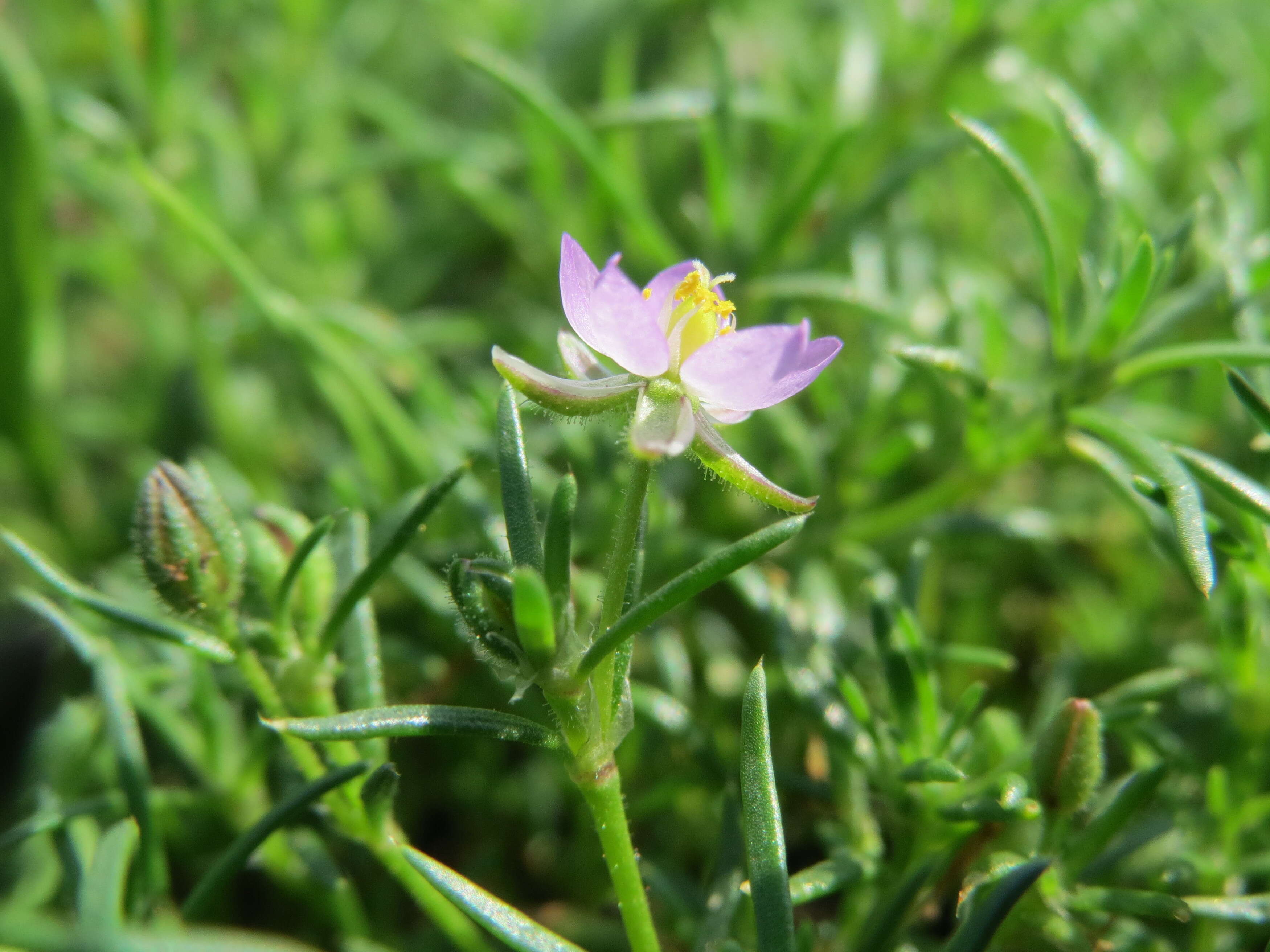 Plancia ëd Spergularia rubra (L.) J. Presl & C. Presl