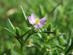 Plancia ëd Spergularia rubra (L.) J. Presl & C. Presl