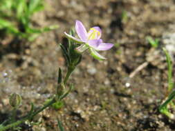 Plancia ëd Spergularia rubra (L.) J. Presl & C. Presl