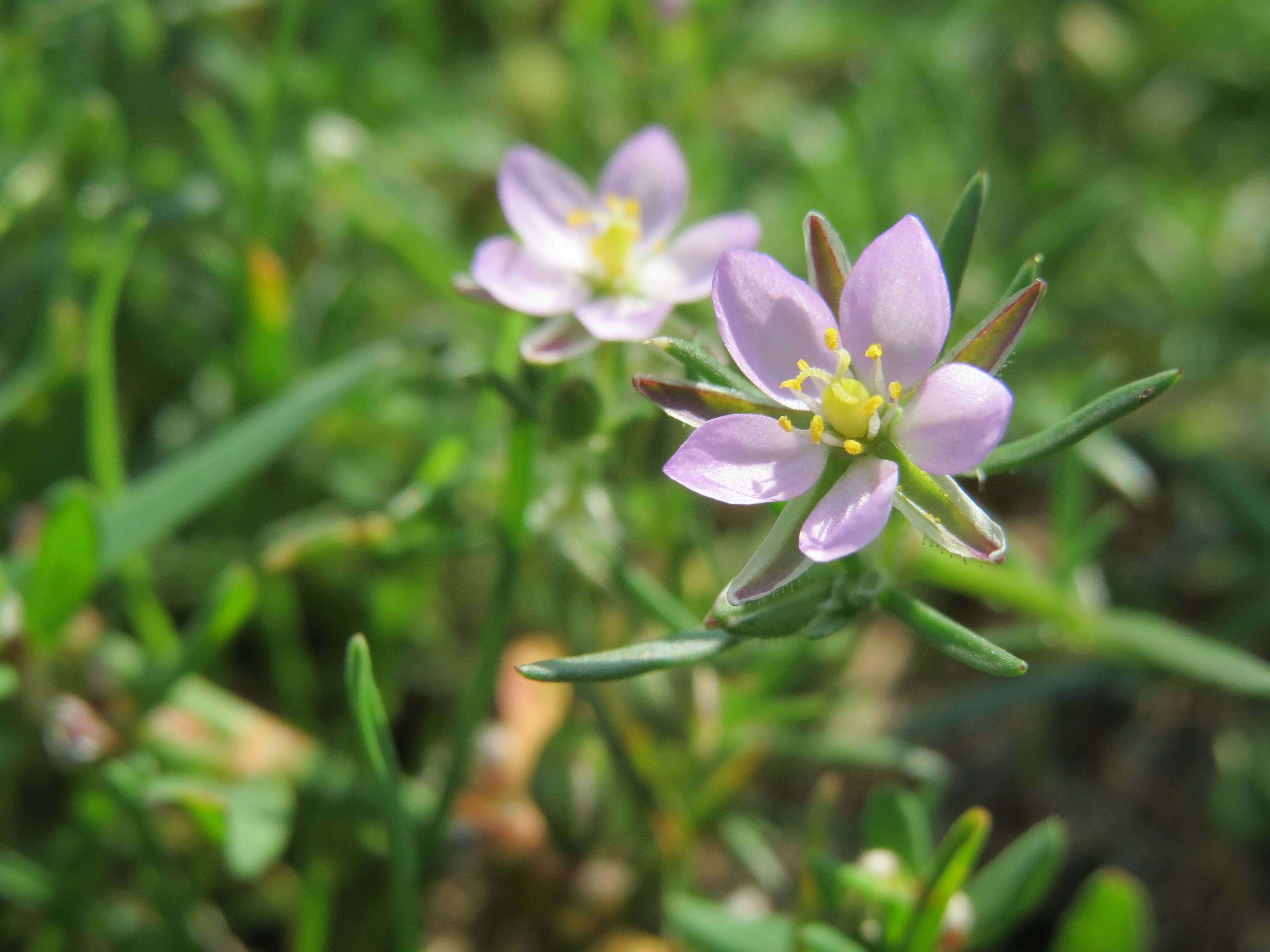 Plancia ëd Spergularia rubra (L.) J. Presl & C. Presl