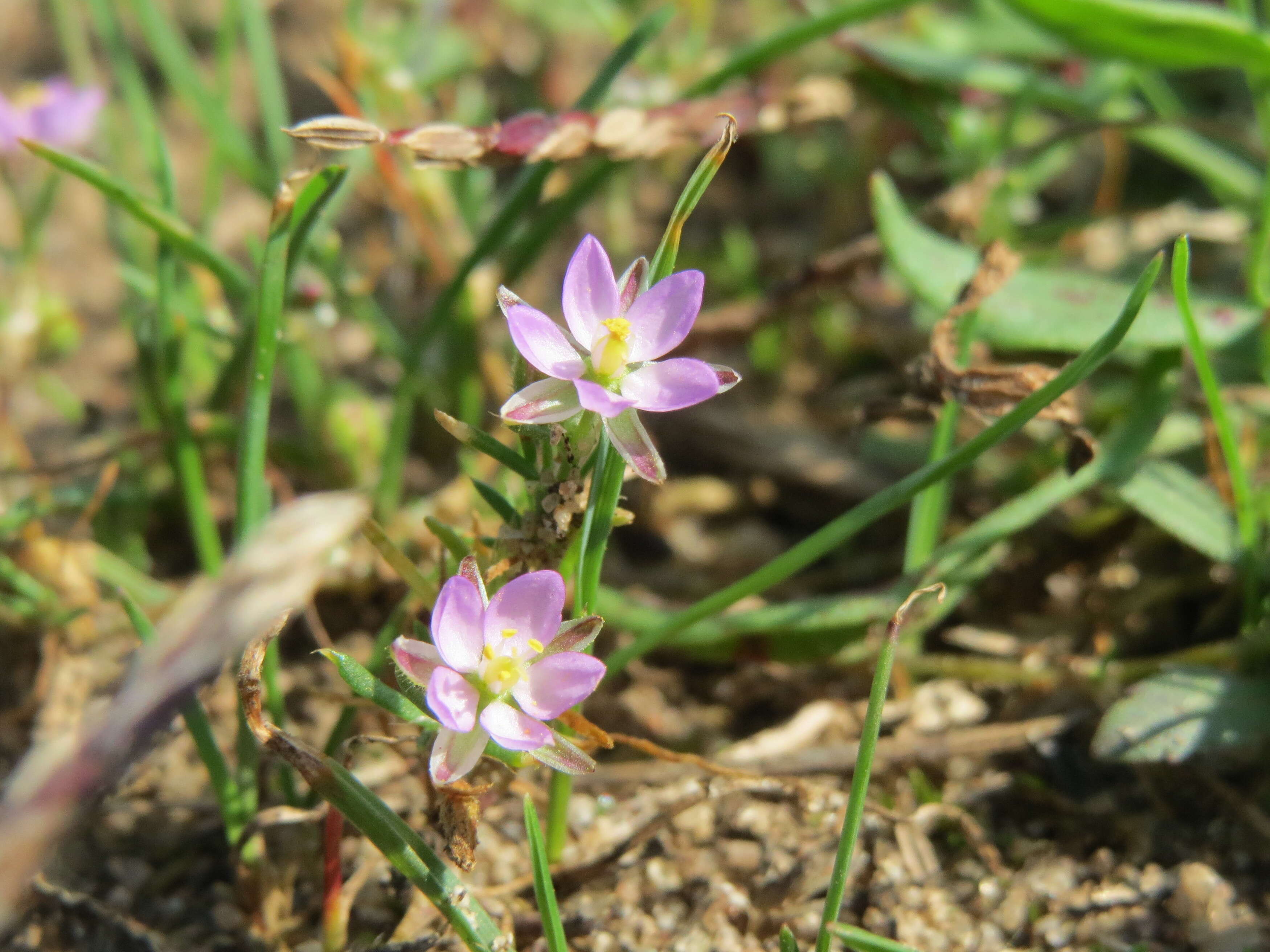 Plancia ëd Spergularia rubra (L.) J. Presl & C. Presl