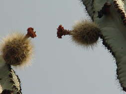 صورة Stenocereus chrysocarpus Sánchez-Mej.