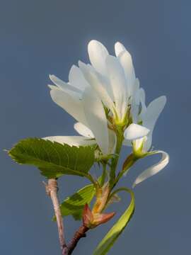 Image de Amelanchier alnifolia var. cusickii (Fern.) C. L. Hitchc.