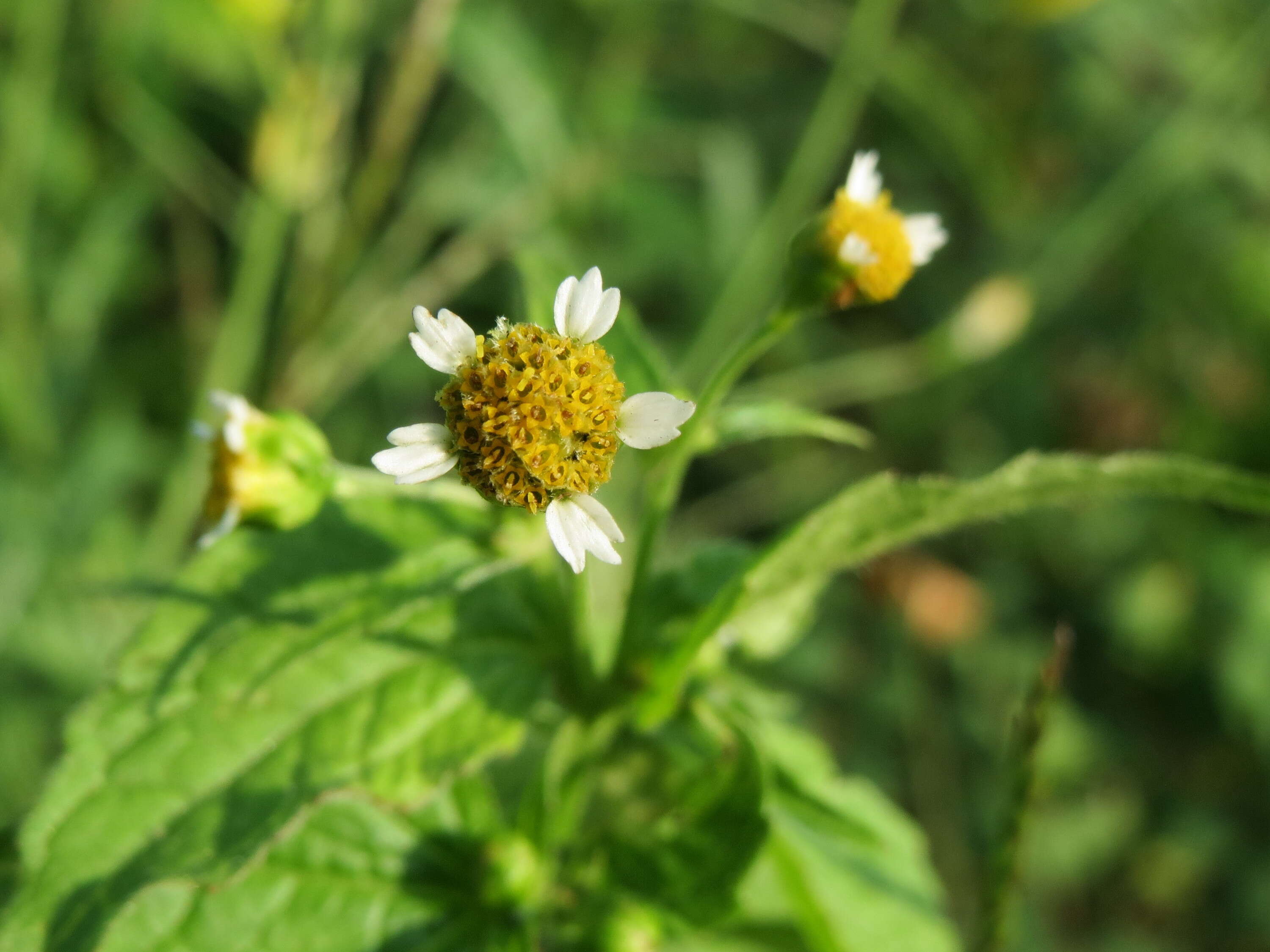 Galinsoga parviflora Cav. resmi