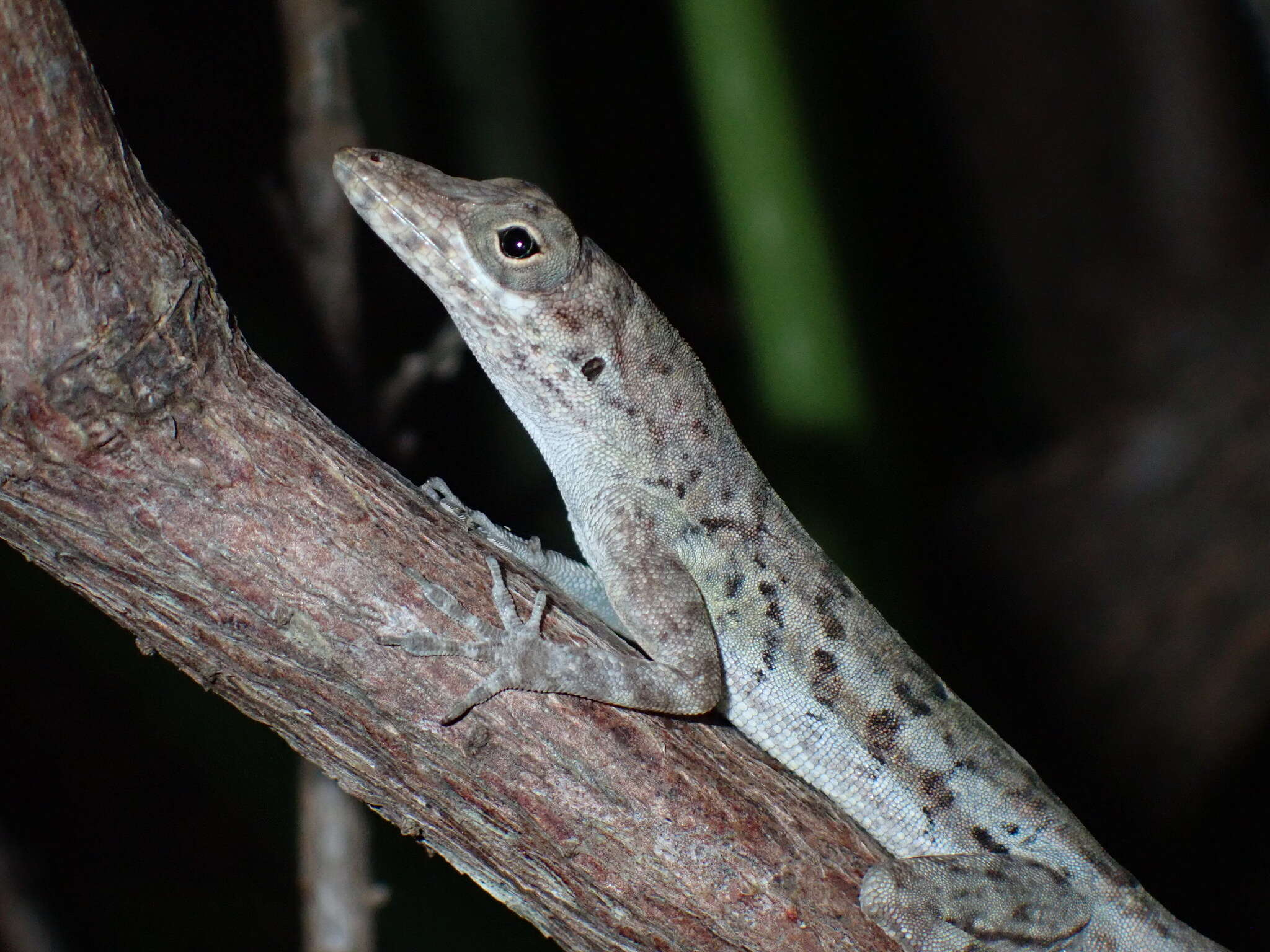 Anolis bonairensis Ruthven 1923 resmi