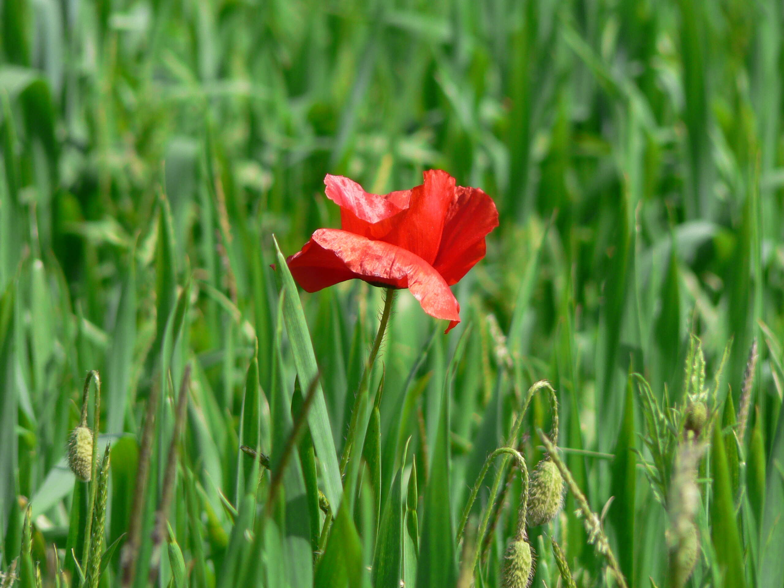 Image of corn poppy