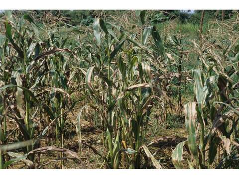 Image of Southern corn leaf blight