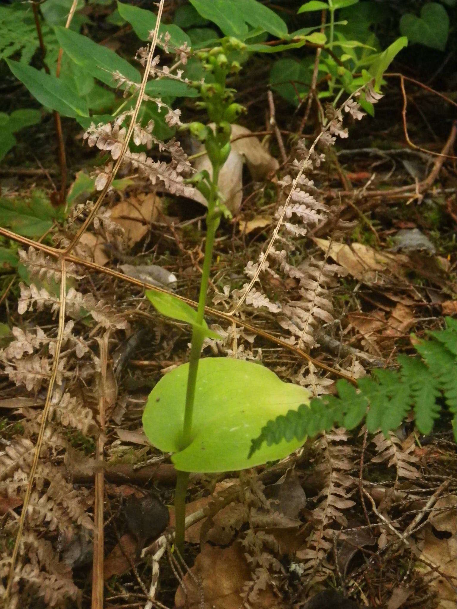 Image of Gennaria diphylla (Link) Parl.