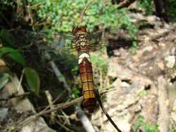 Hadrothemis coacta (Karsch 1891) resmi